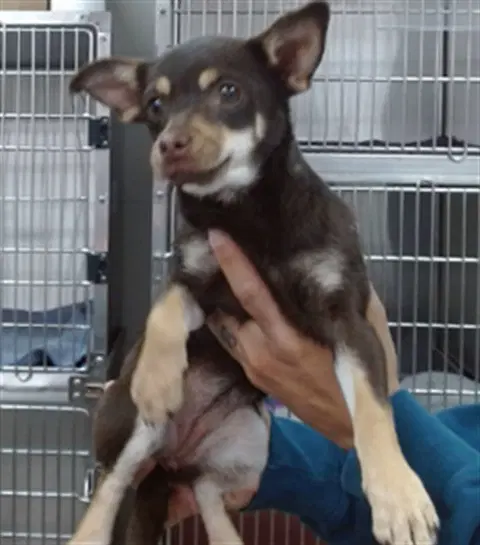 Yara - Chihuahua