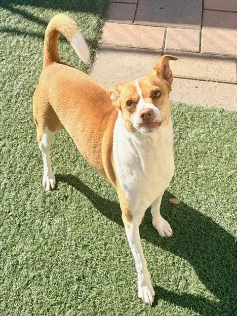 Rocky - Chihuahua
