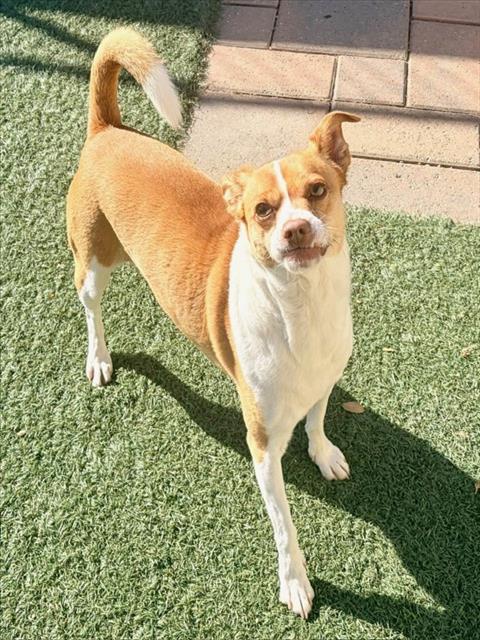 Rocky, Chihuahua / Mixed (medium coat)