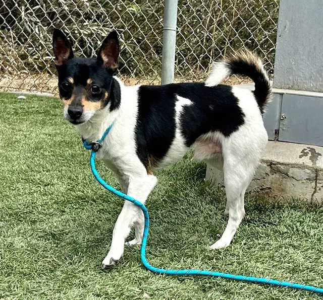 Oreo - Rat Terrier