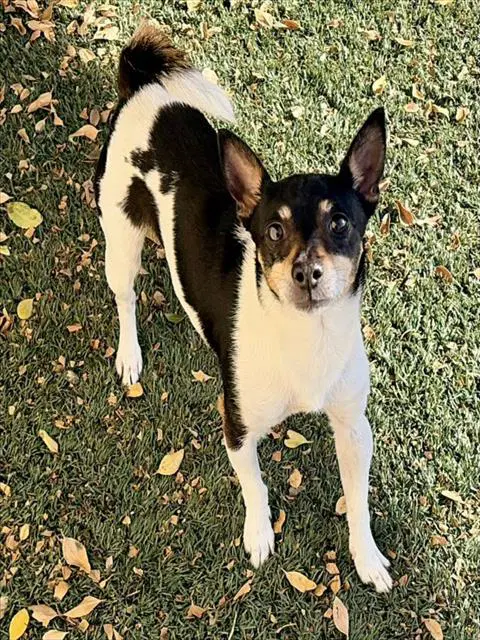 Oreo - Rat Terrier