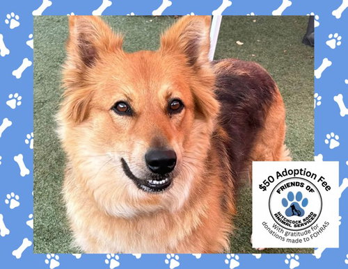 Jada, Australian Shepherd / Mixed (medium coat)