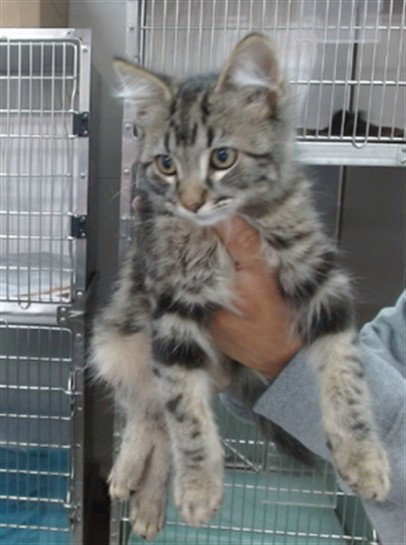 Figaro, Domestic Long Hair (medium coat)
