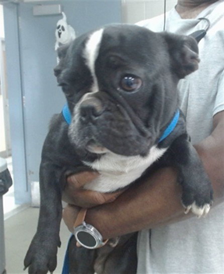 Pluto, French Bulldog (medium coat)