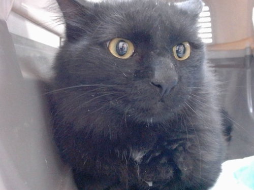 Voodoo, Domestic Medium Hair (medium coat)