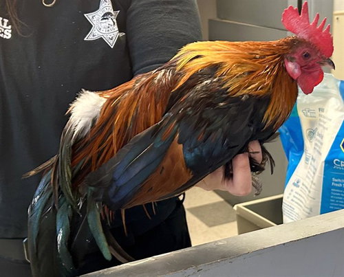 Maverrick, Chicken (medium coat)