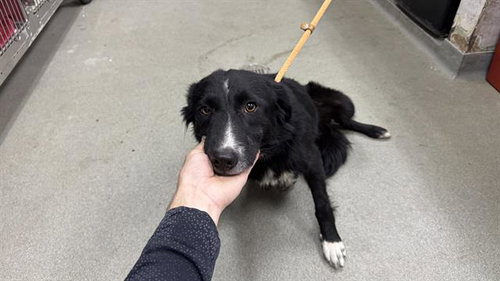 Molly, Border Collie (medium coat)