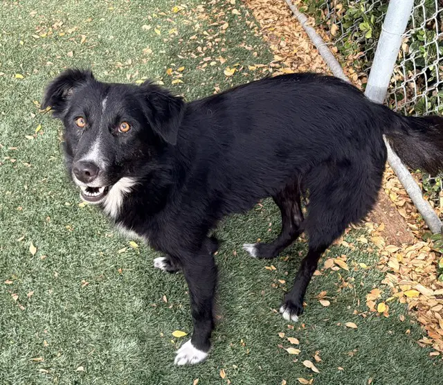 Molly - Border Collie