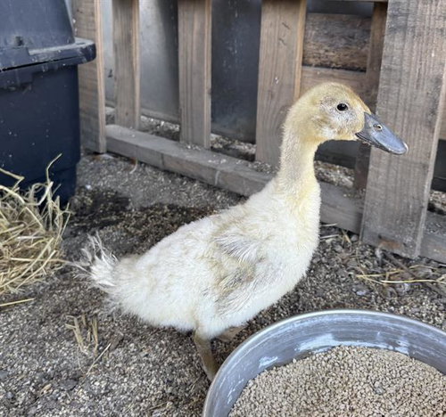 Charlie, Duck (medium coat)