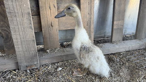 Parker, Duck (medium coat)