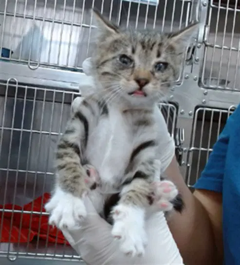 Candy - Domestic Short Hair