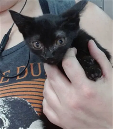 Juniper - Domestic Short Hair