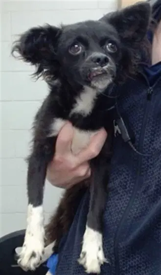Piper - Chihuahua