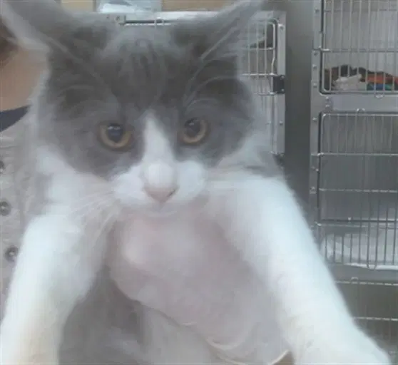 Memphis - Domestic Medium Hair
