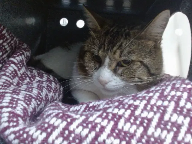 Shiloh - Domestic Short Hair