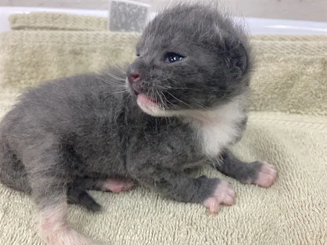 Grayson - Domestic Short Hair
