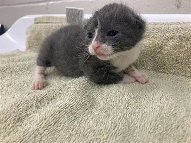Layla - Domestic Short Hair