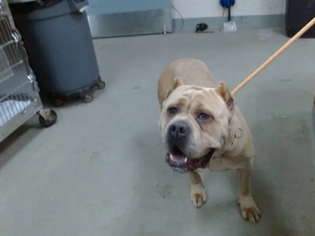 Betsy - Mastiff