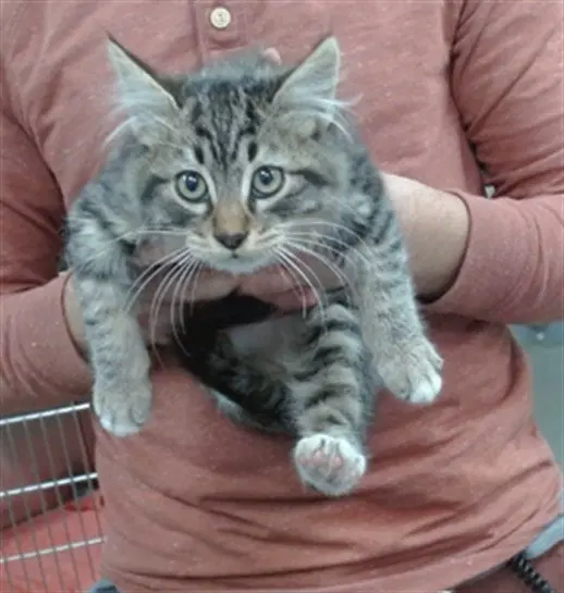 Trick - Domestic Medium Hair