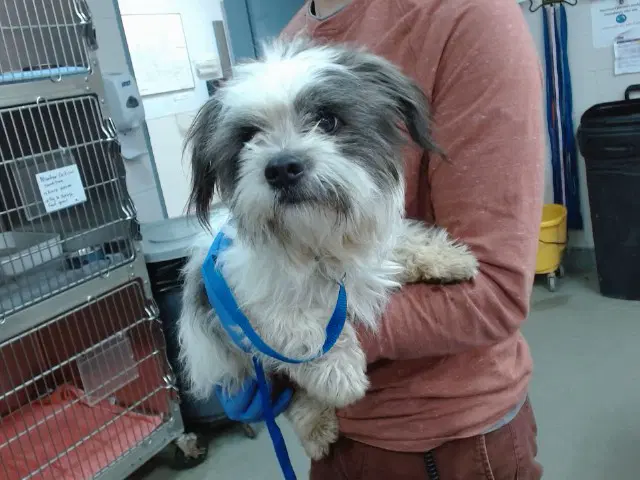 Tommy - Terrier