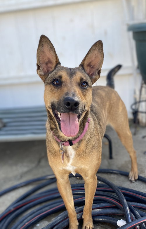 ATHENA - Australian Kelpie / Australian Shepherd available for adoption