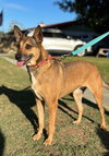 Athena - Photo 2