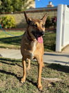 Athena - Photo 4