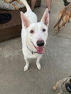 Bronco - Photo 1