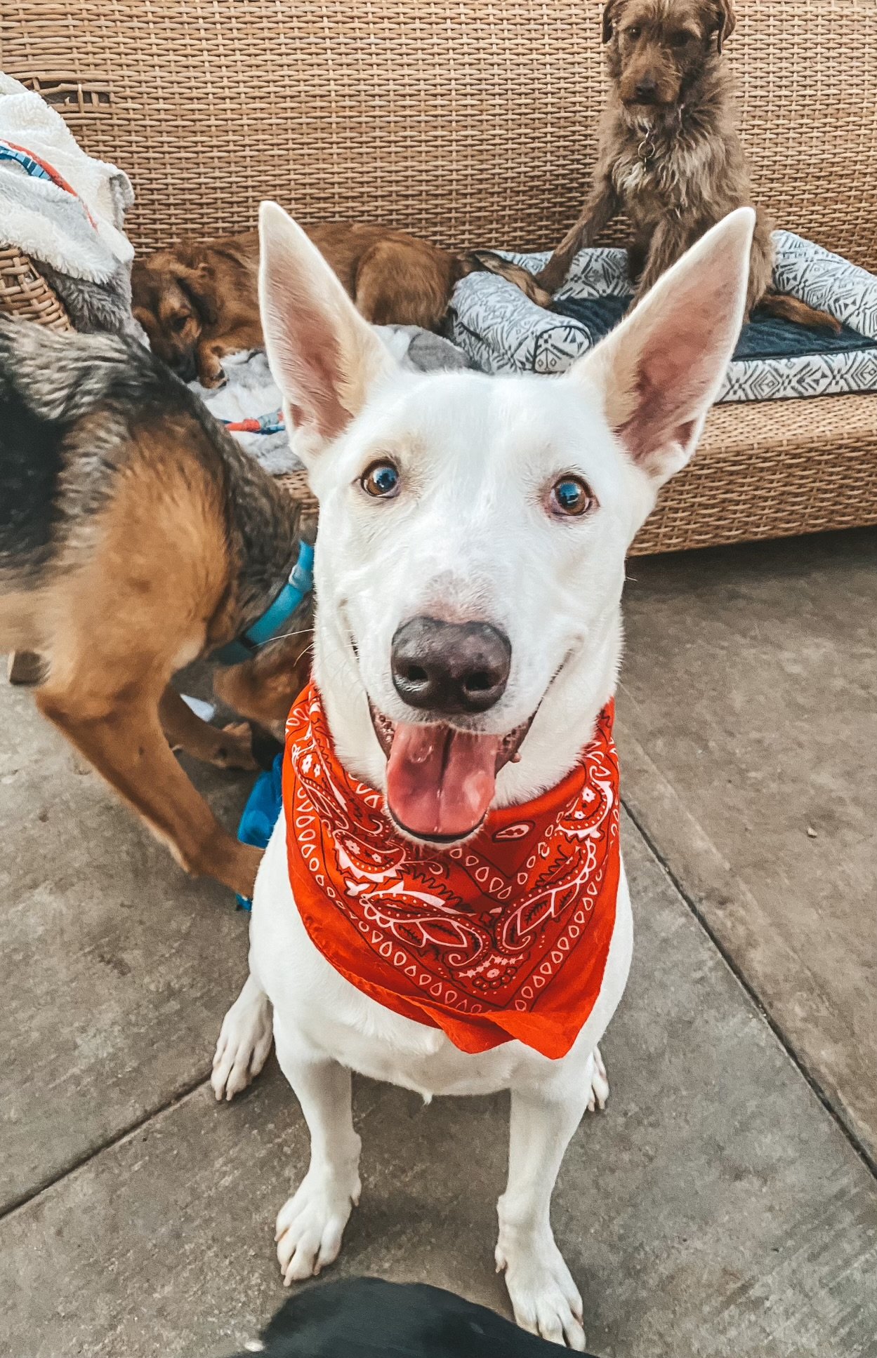 adoptable Dog in Newport Beach, CA named Bronco