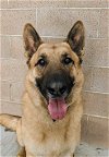 adoptable Dog in tustin, CA named Buddy