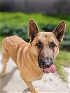 adoptable Dog in tustin, CA named Buddy *Courtesy Post*