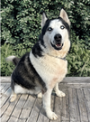Axel - Photo 1