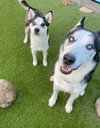 Axel *Courtesy Post * - Photo 4
