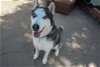 adoptable Dog in newport beach, CA named Axel *Courtesy Post *