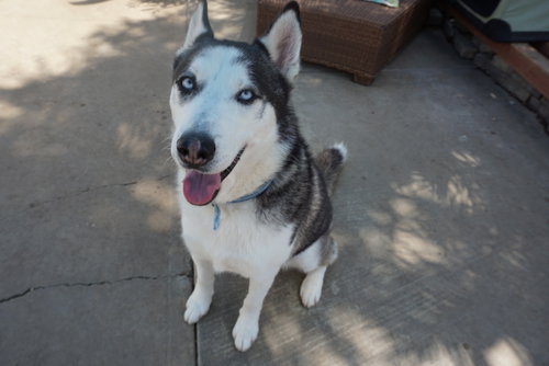 AXEL *COURTESY POST * - Husky available for adoption