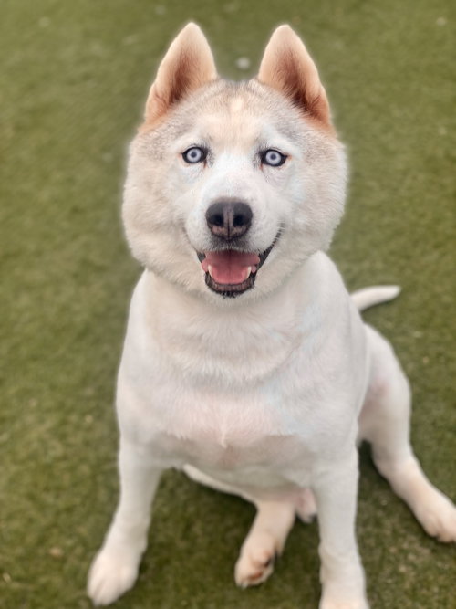 JAY *COURTESY POST * - Husky available for adoption