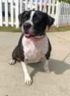 Daisy *Courtesy Post-TC * - Photo 2