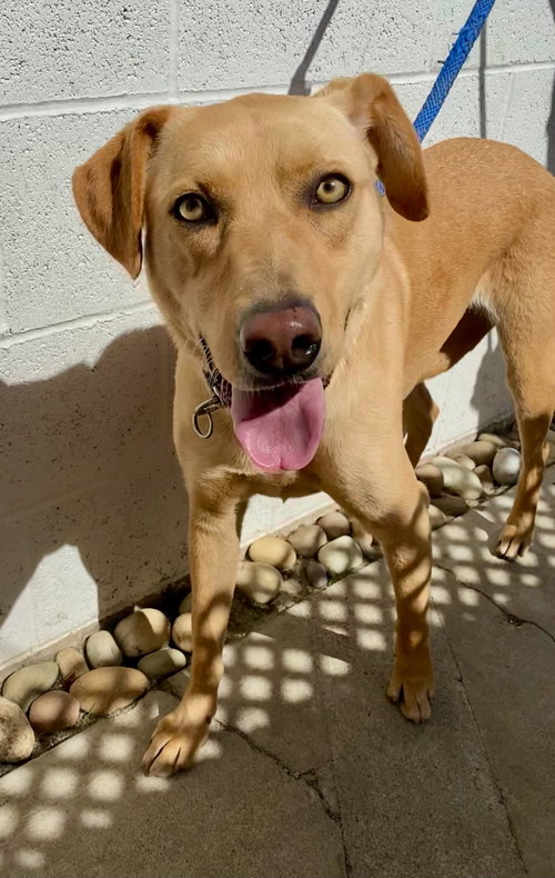 ELECTRA *COURTESY POST* - Labrador Retriever available for adoption