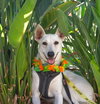Gracie Mae - Photo 5