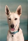 adoptable Dog in tustin, CA named Gracie Mae