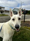 adoptable Dog in Tustin, CA named Gracie Mae