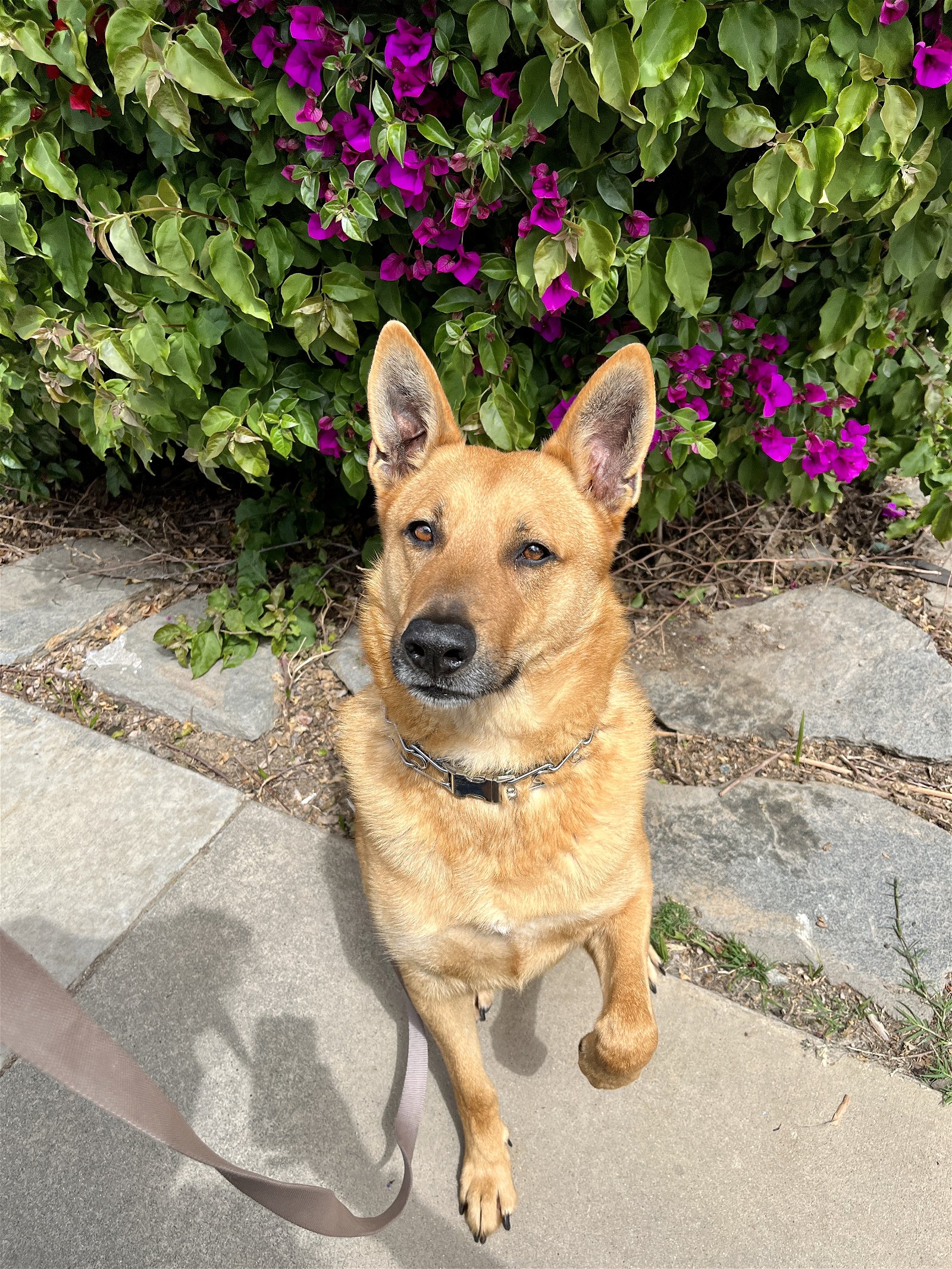adoptable Dog in Costa Mesa, CA named Flynn