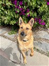adoptable Dog in costa mesa, ca, CA named Flynn