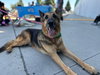 Dottie - Photo 2