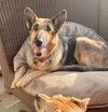 Dottie - Photo 3