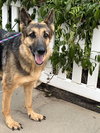Dottie - Photo 2