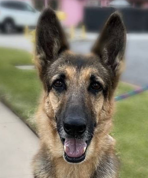 DOTTIE - German Shepherd Dog available for adoption