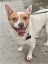 adoptable Dog in costa mesa, ca, CA named Jasper *Courtesy Post *