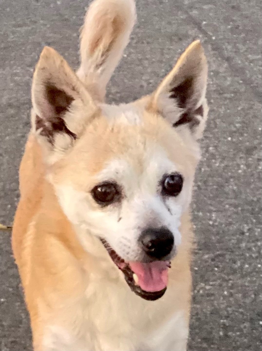 adoptable Dog in Costa Mesa, CA named Evie
