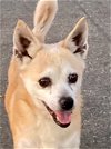 adoptable Dog in costa mesa, CA named Evie
